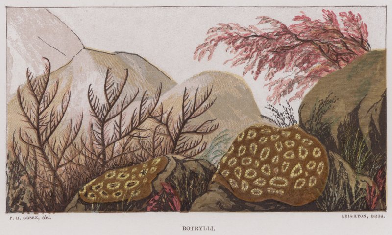 Botrylli by English School