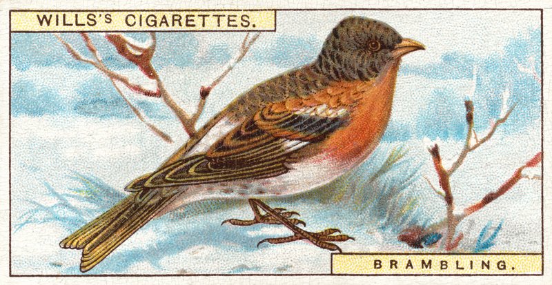 Brambling by English School