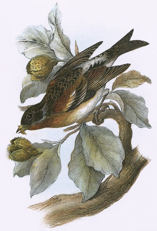 Brambling by English School