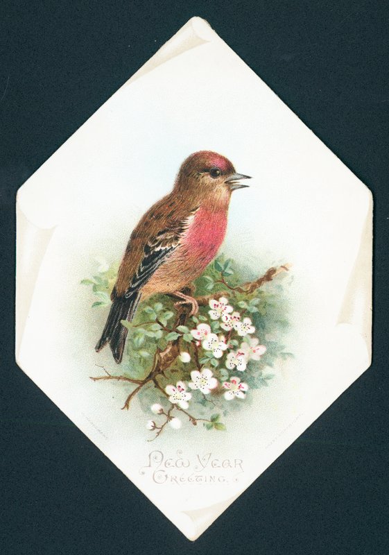 Brambling by English School