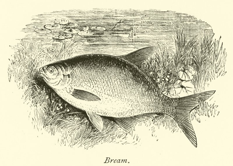 Bream by English School