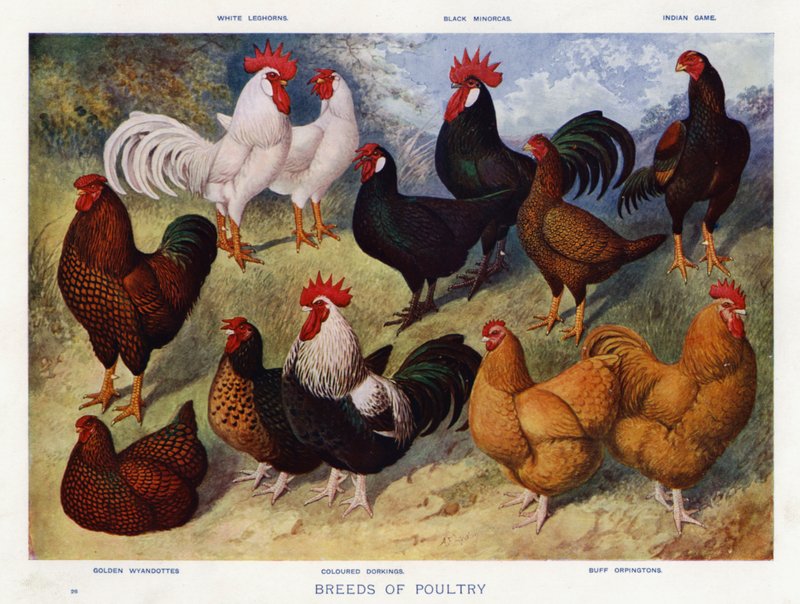 Breeds of Poultry by English School