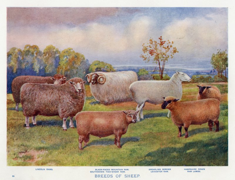 Breeds of Sheep by English School