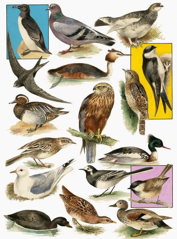 British Birds by English School