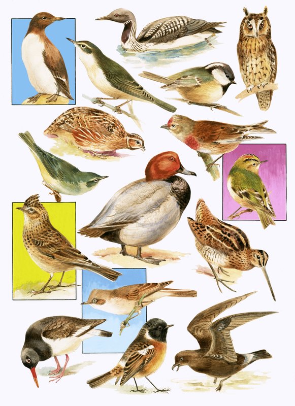 British Birds by English School