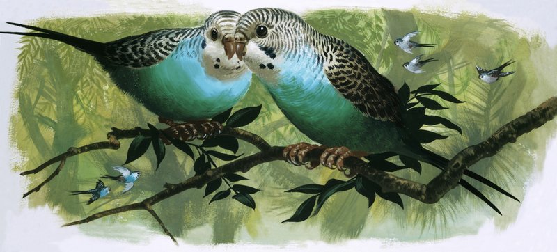 Budgerigars by English School