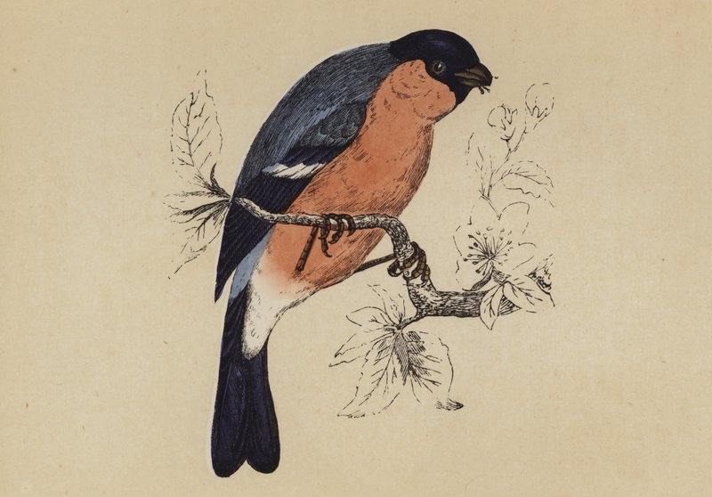 Bullfinch by English School