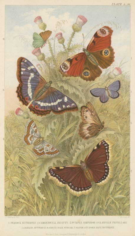 Butterflies by English School