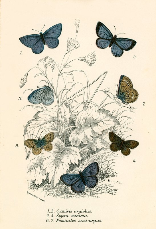 Butterflies by English School
