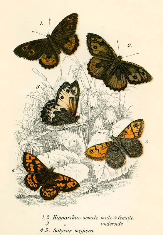 Butterflies by English School