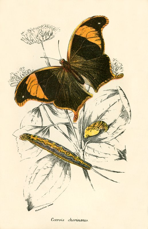 Butterflies by English School