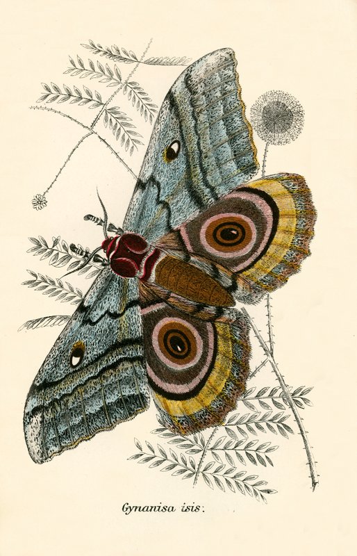Butterflies by English School