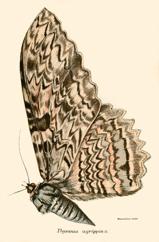 Butterflies by English School