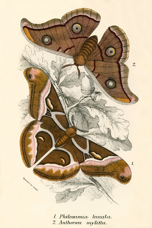 Butterflies by English School