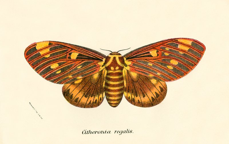 Butterflies by English School