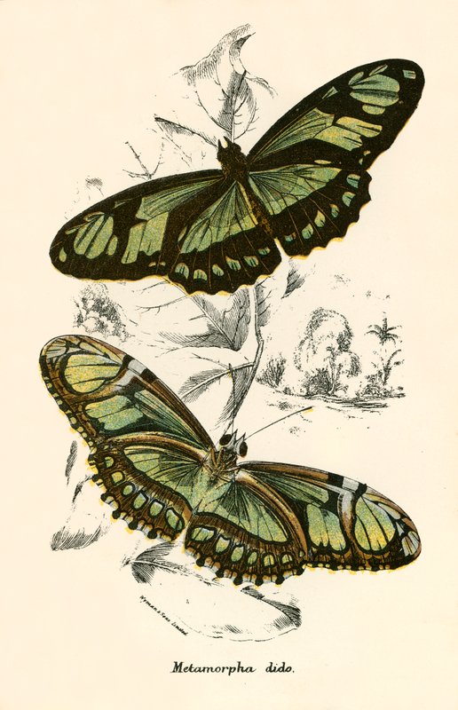Butterflies by English School