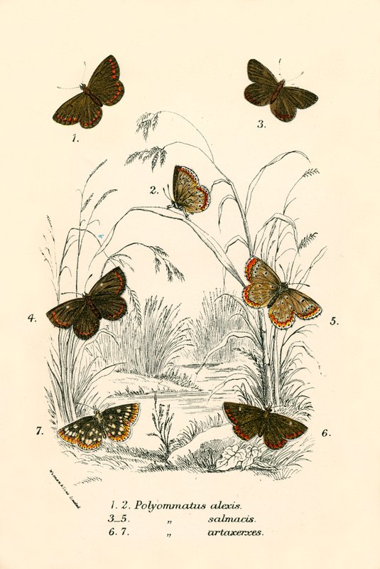 Butterflies by English School