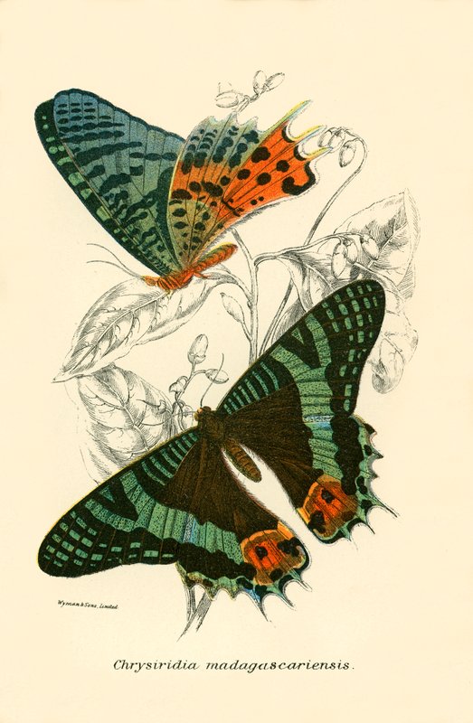 Butterflies by English School