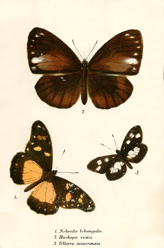 Butterflies by English School