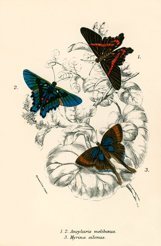 Butterflies by English School