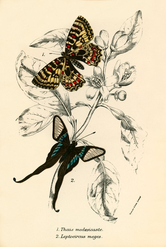 Butterflies by English School