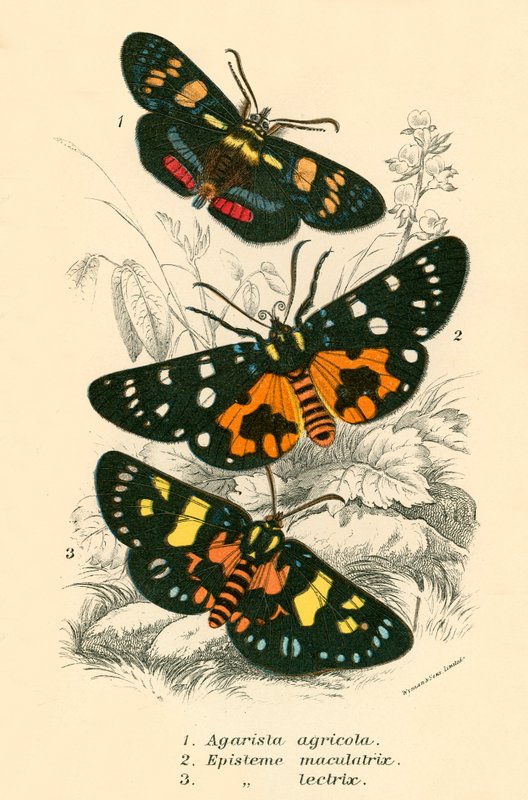 Butterflies by English School
