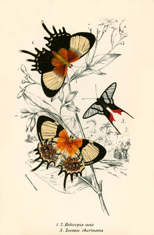Butterflies by English School