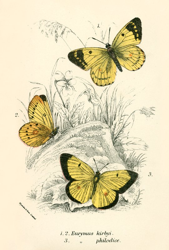 Butterflies by English School