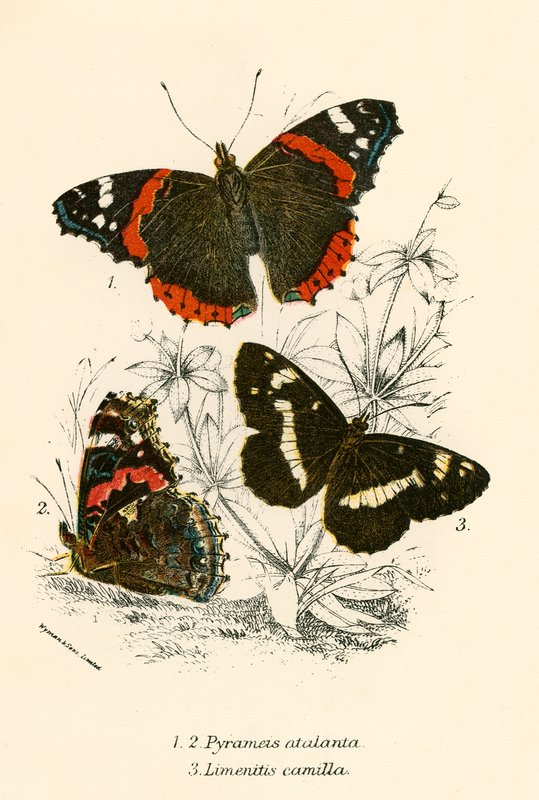 Butterflies by English School