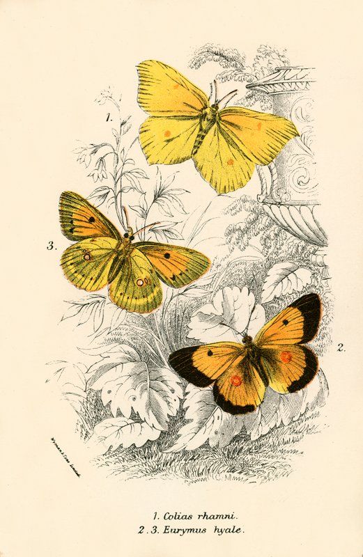 Butterflies by English School