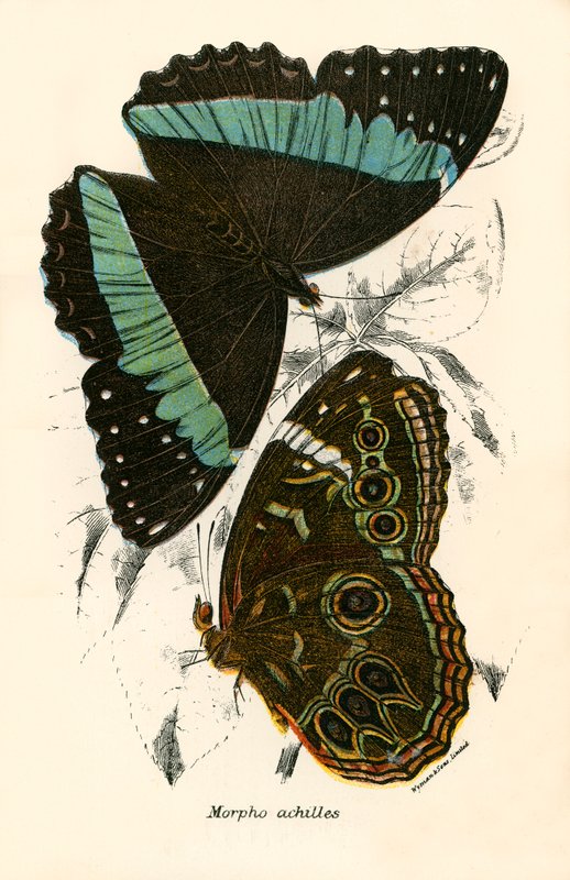 Butterflies by English School