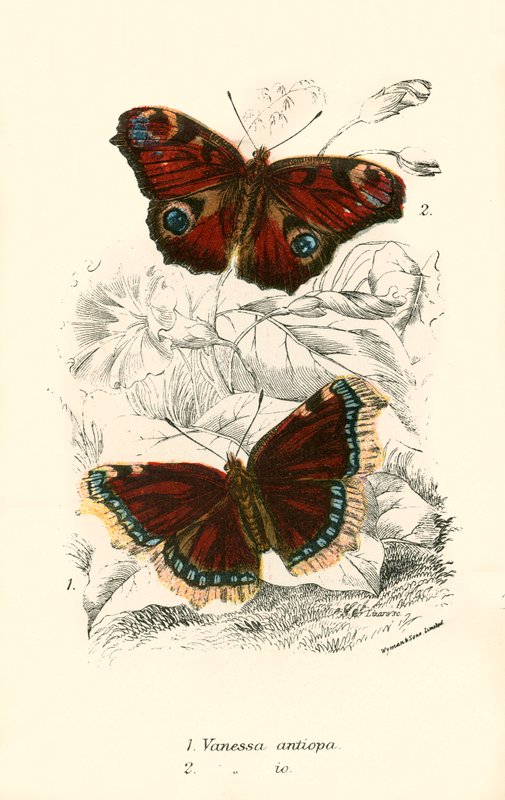 Butterflies by English School