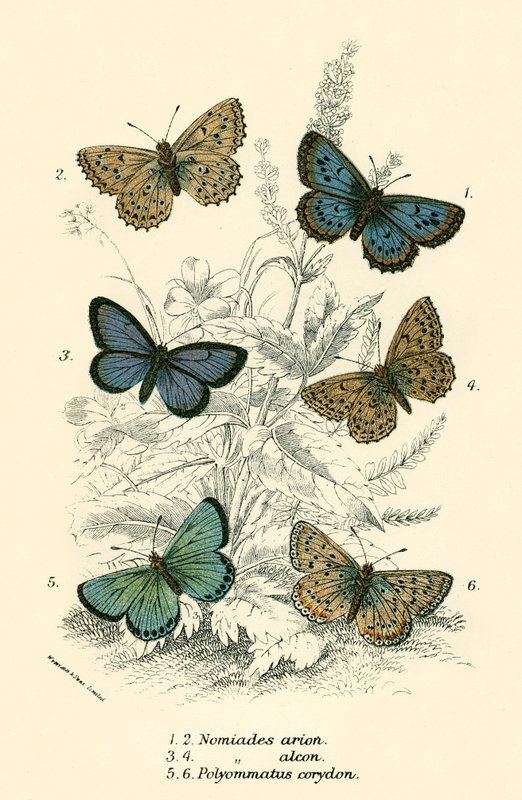 Butterflies by English School
