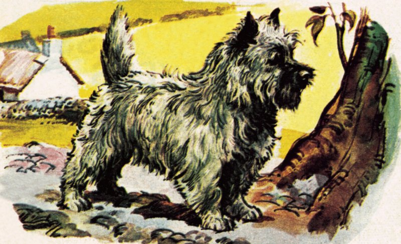 Cairn Terrier by English School