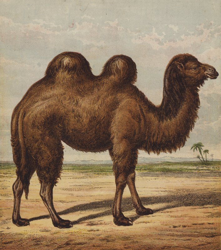 Camel by English School