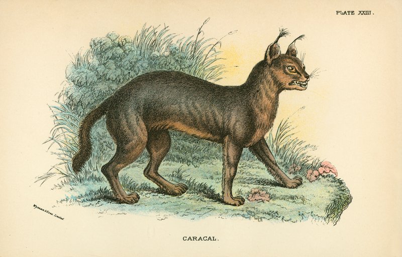 Caracal by English School
