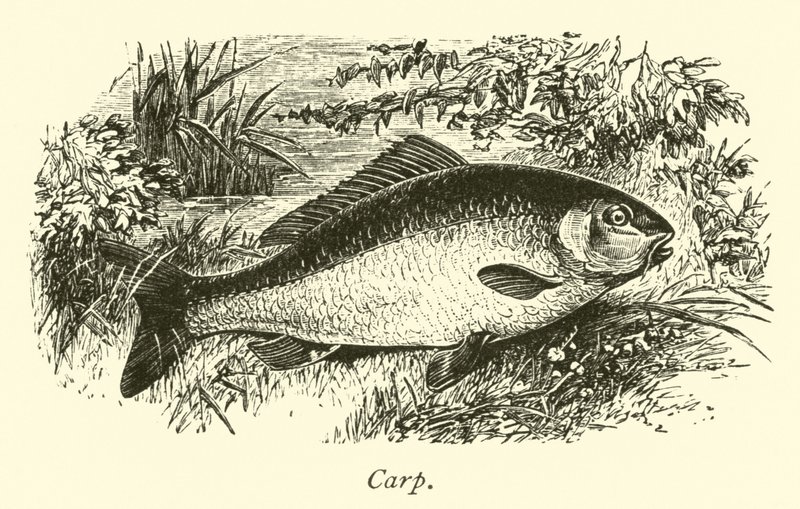 Carp by English School