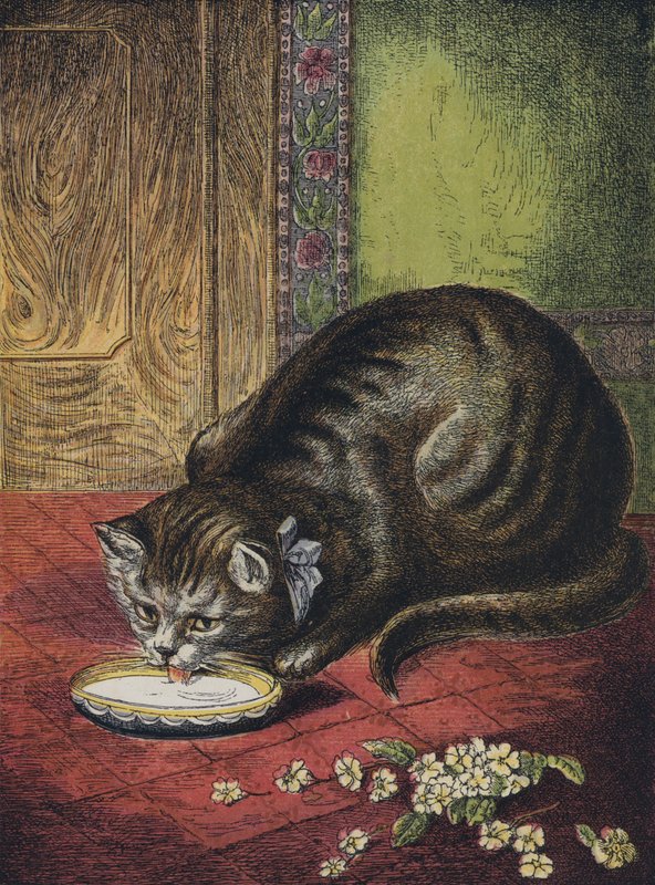 Cat Drinking Milk by English School