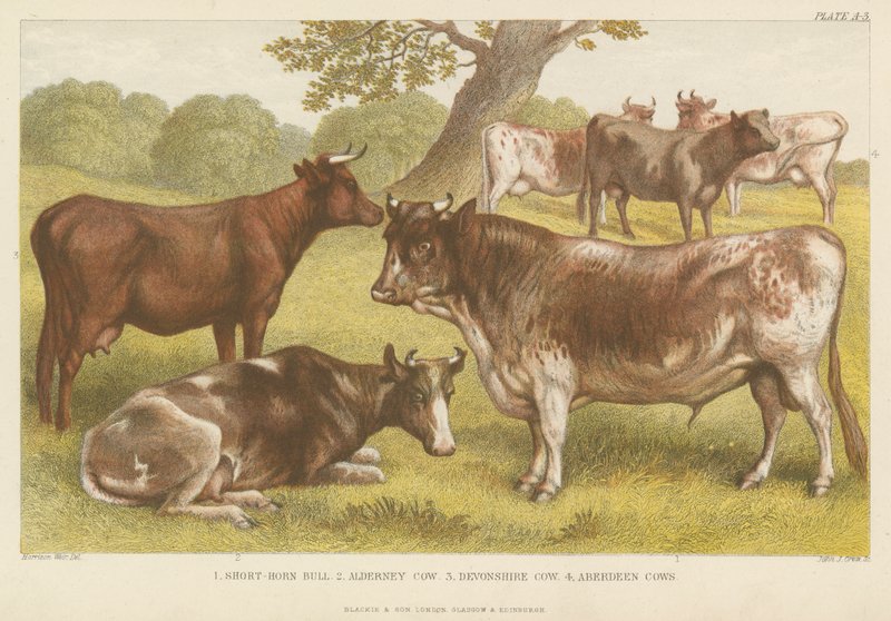 Cattle by English School