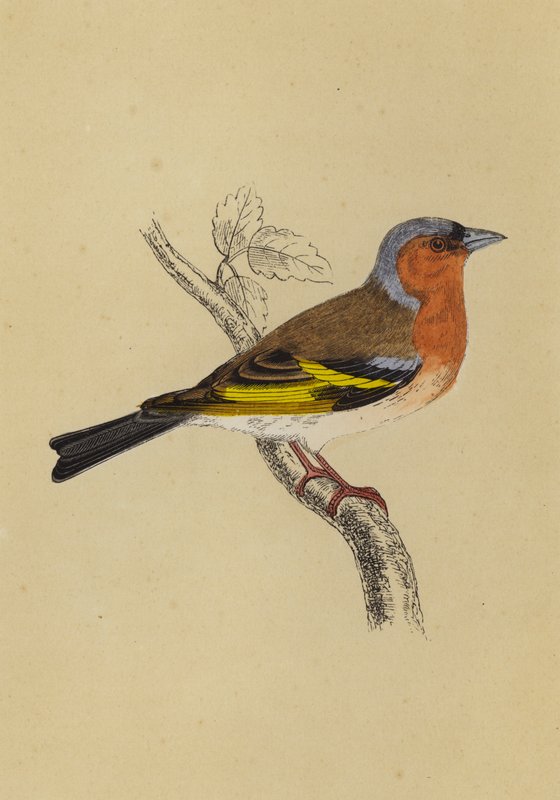 Chaffinch by English School