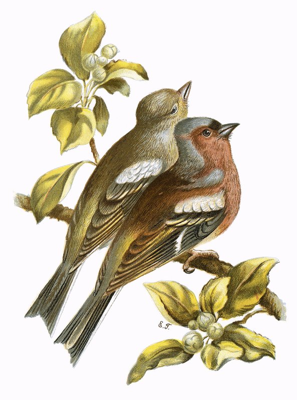 Chaffinches by English School