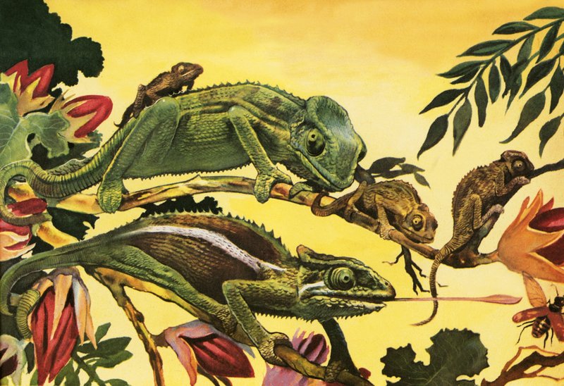 Chameleon by English School
