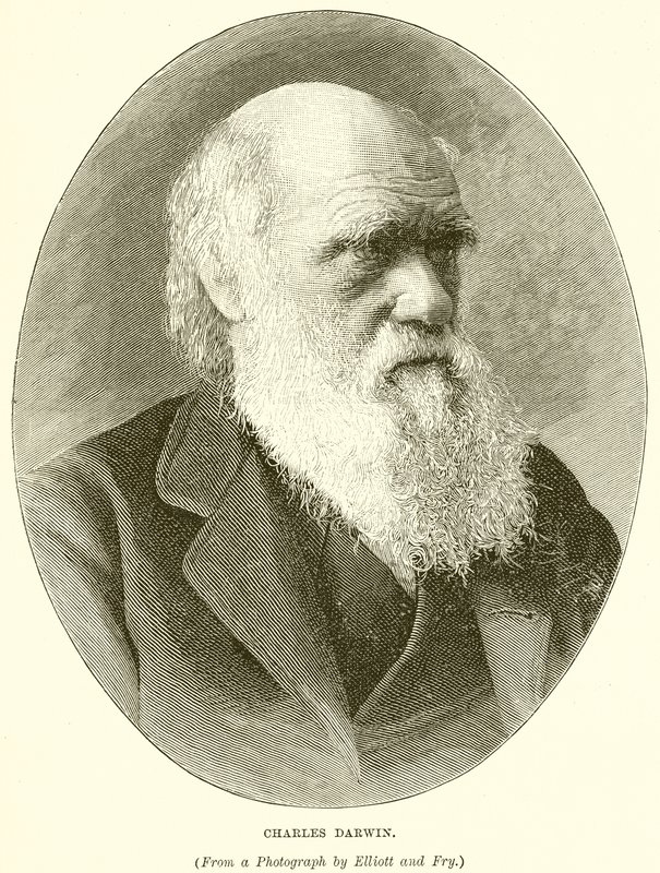 Charles Darwin by English School