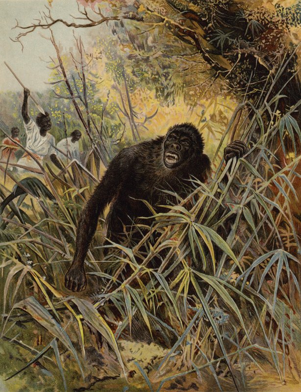 Chasing a Gorilla by English School