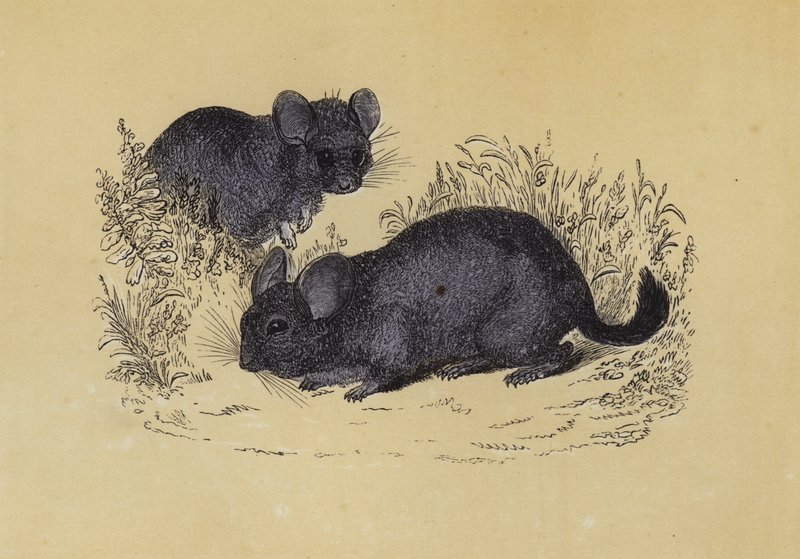 Chinchilla by English School