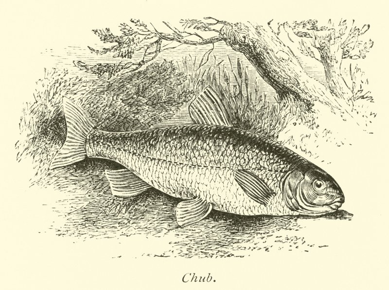 Chub by English School