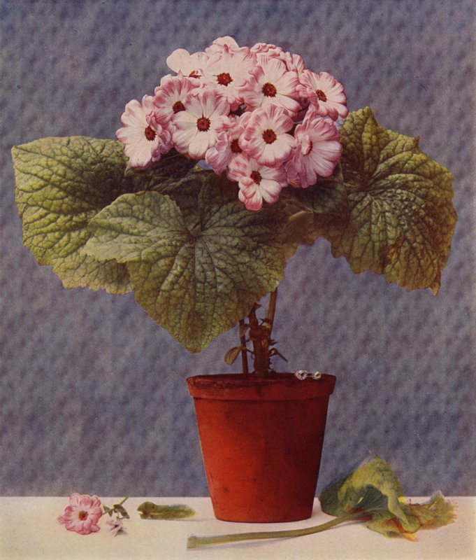 Cineraria by English School