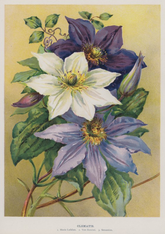 Clematis by English School