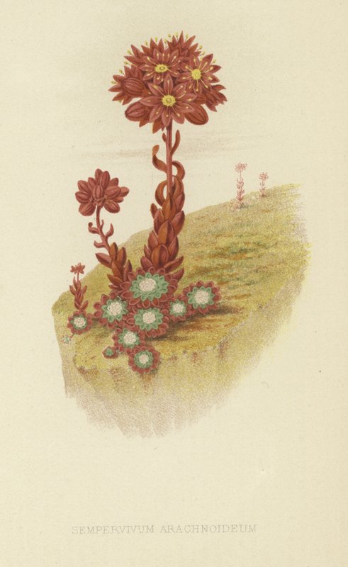 Cobweb houseleek by English School