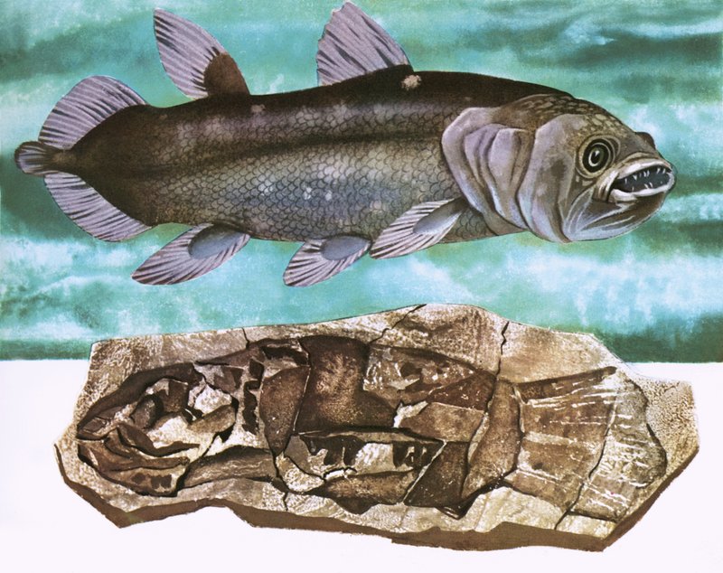 Coelacanth and its fossil by English School